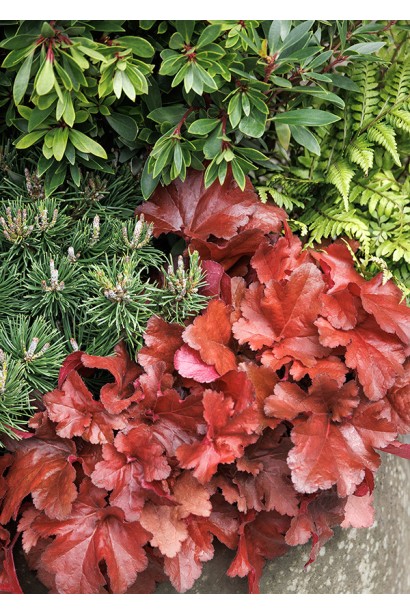 Гейхера гибридная Форевер Ред